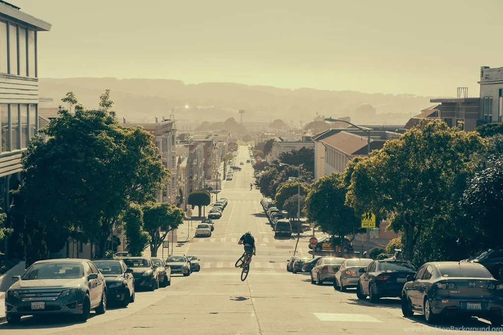 Lion Hipster Wallpapers