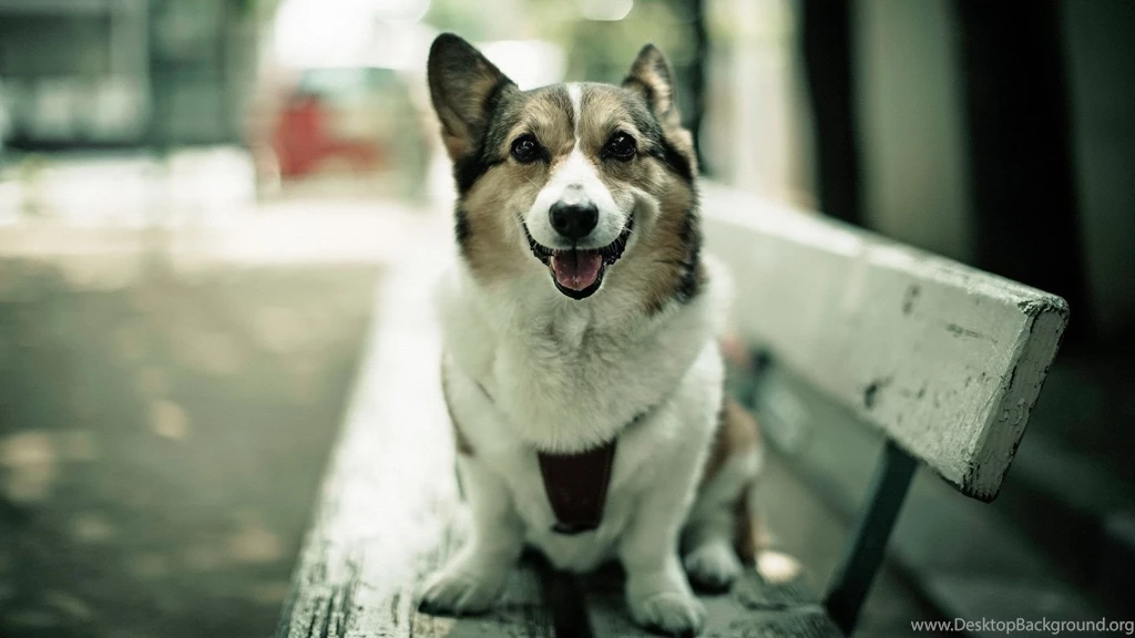 Desktop Dog Wallpapers HD CuteWallpaper.org