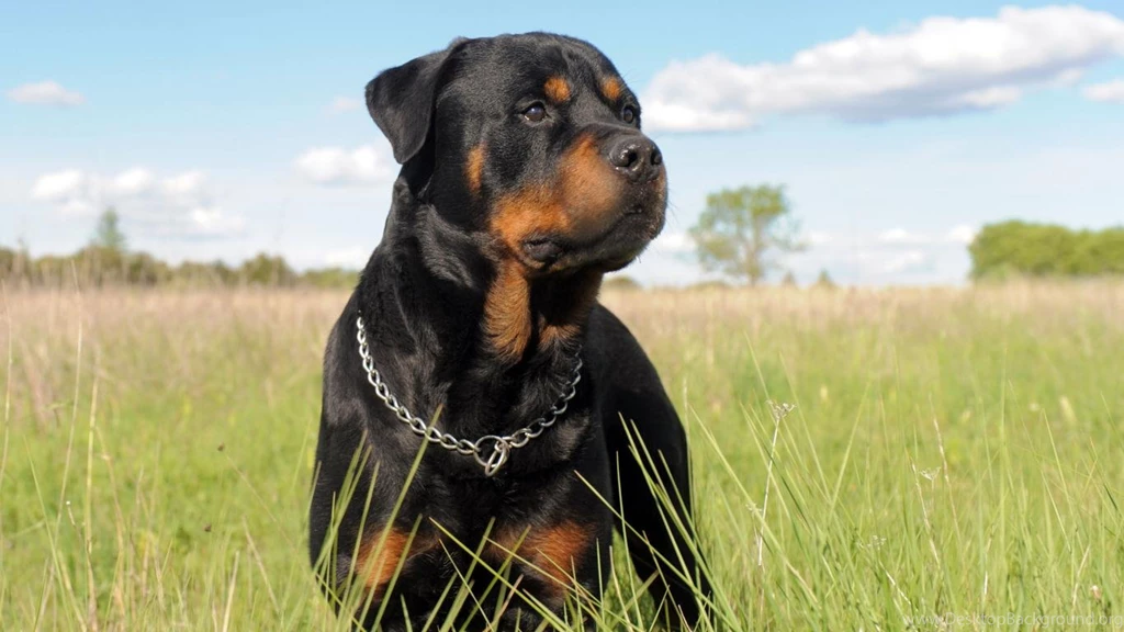 Rottweiler Dog HD Wallpapers