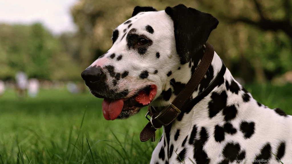 Dalmatian Dog HD Wallpapers