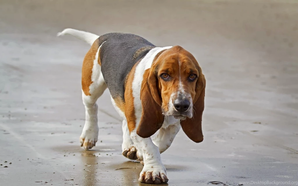 HD Dogs Wallpapers And Photos