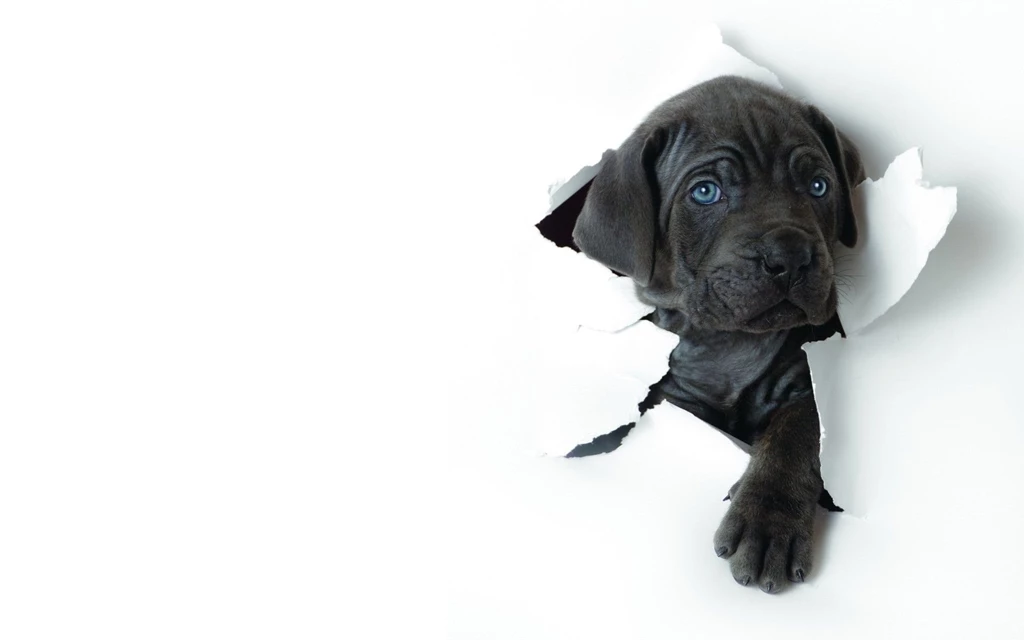 High Definition Dog Wallpapers For Free Download