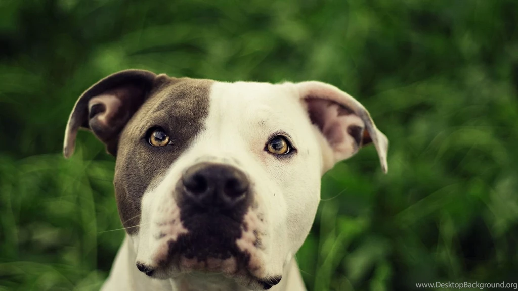HD Dog Wallpapers Dog Pictures HD Animal Wallpapers
