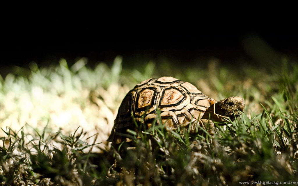 Turtle Desktop Wallpaper, Turtle Images Free