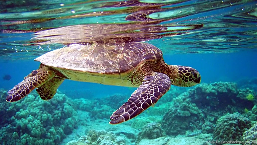 Full HD 1080p Turtle Wallpapers HD, Desktop Backgrounds 1920x1080 ...