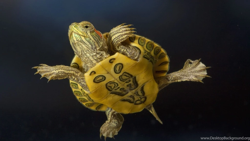 Sea Turtle HD Wallpaper.jpg