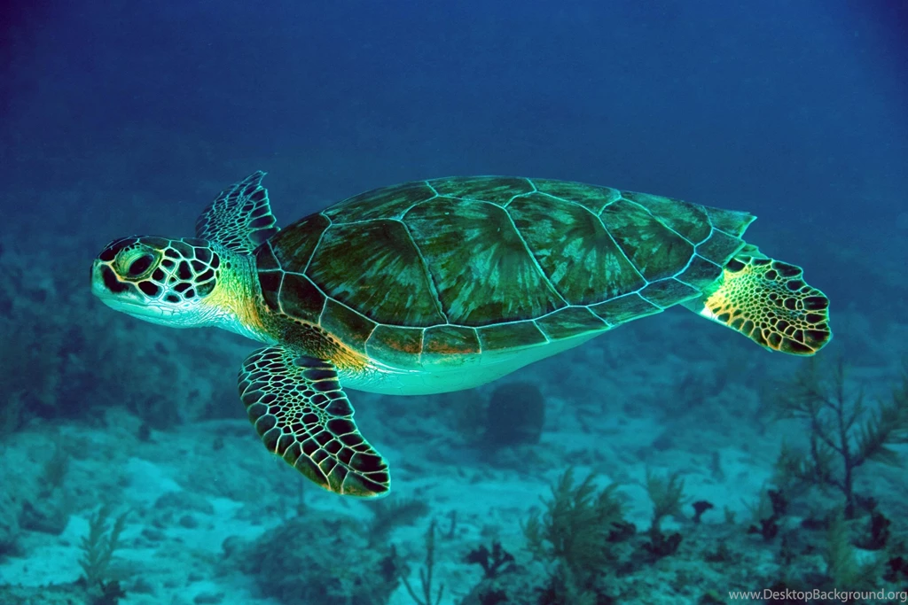 Turtle Swimming Wallpapers Photos Gallery