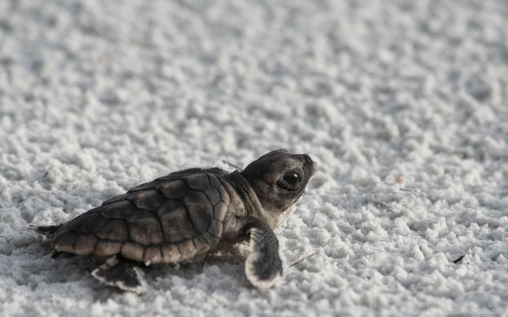 Cute Wallpapers For Desktop Wallpapers   3218