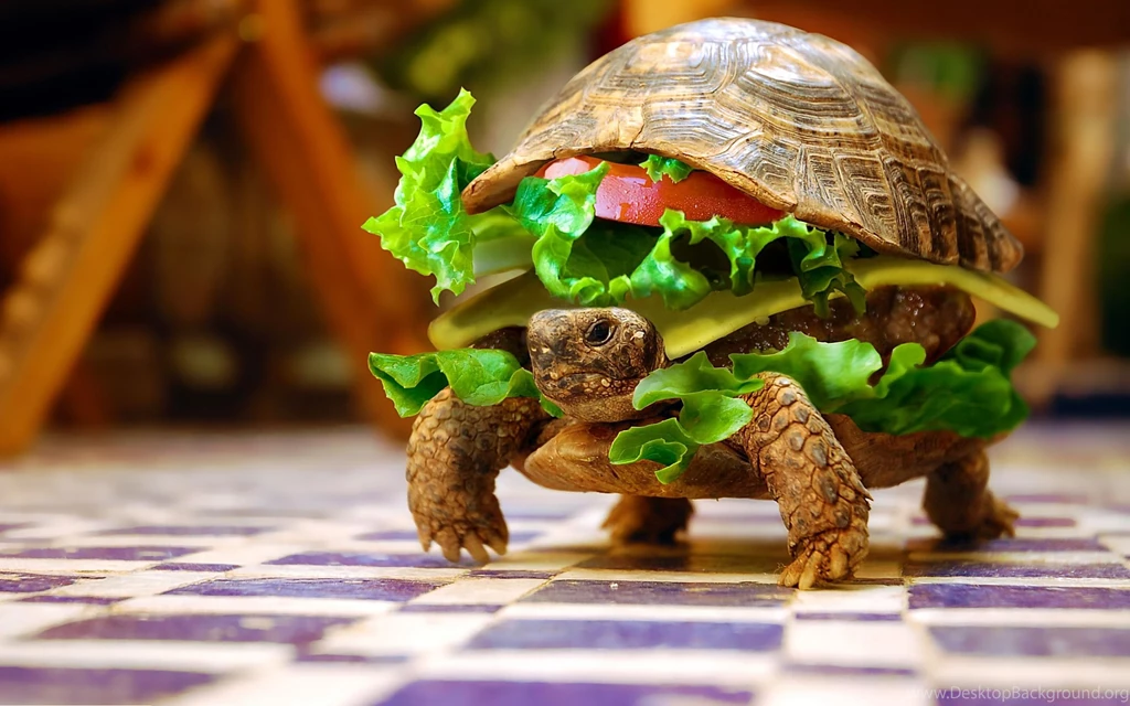 Download Animals Turtle Burger Funny Images Wallpapers HD Desktop ...