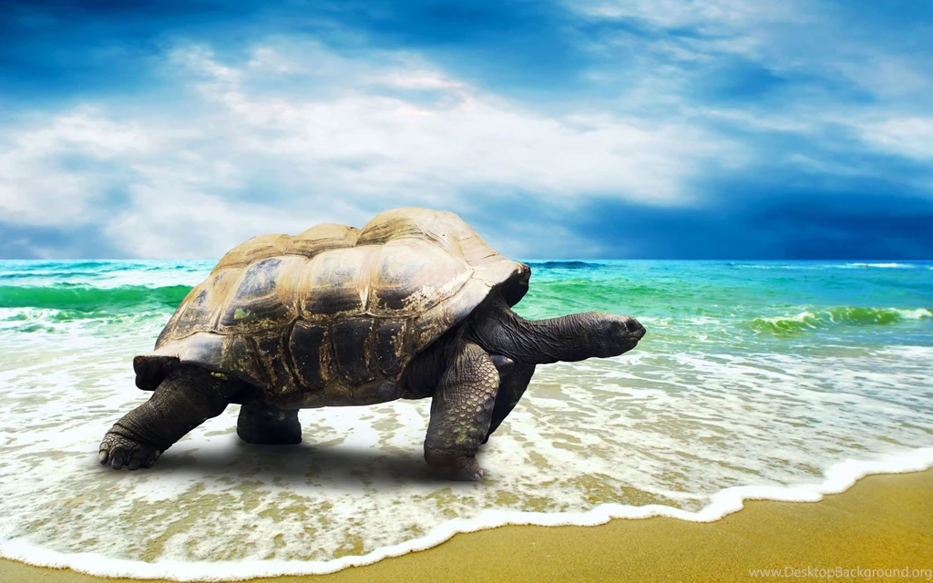 Hawaii Sea Turtle Desktop Backgrounds HD 2560x1600