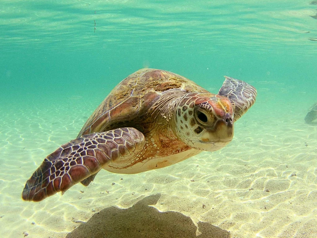 Sea Turtles Wallpapers