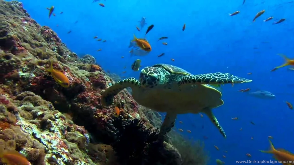 Other: Sea Turtle 1080p Seas Snapshot HD Wallpapers For HD 16:9 ...