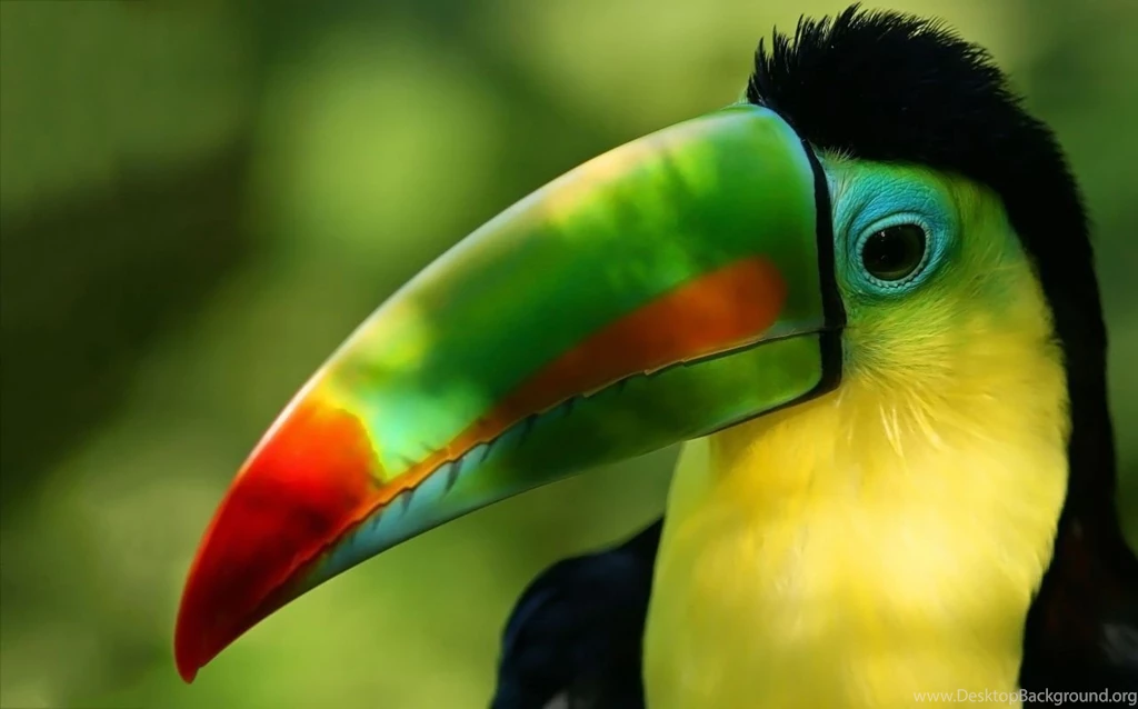 1280x800 Toucan Hd Wallpapers