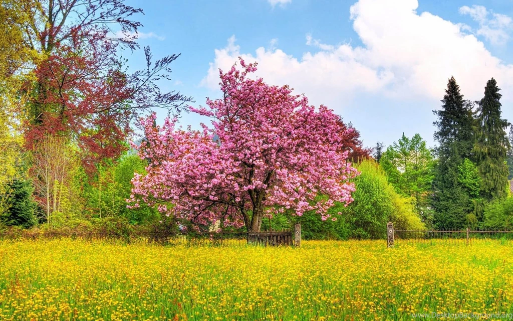 Spring Backgrounds For Desktop