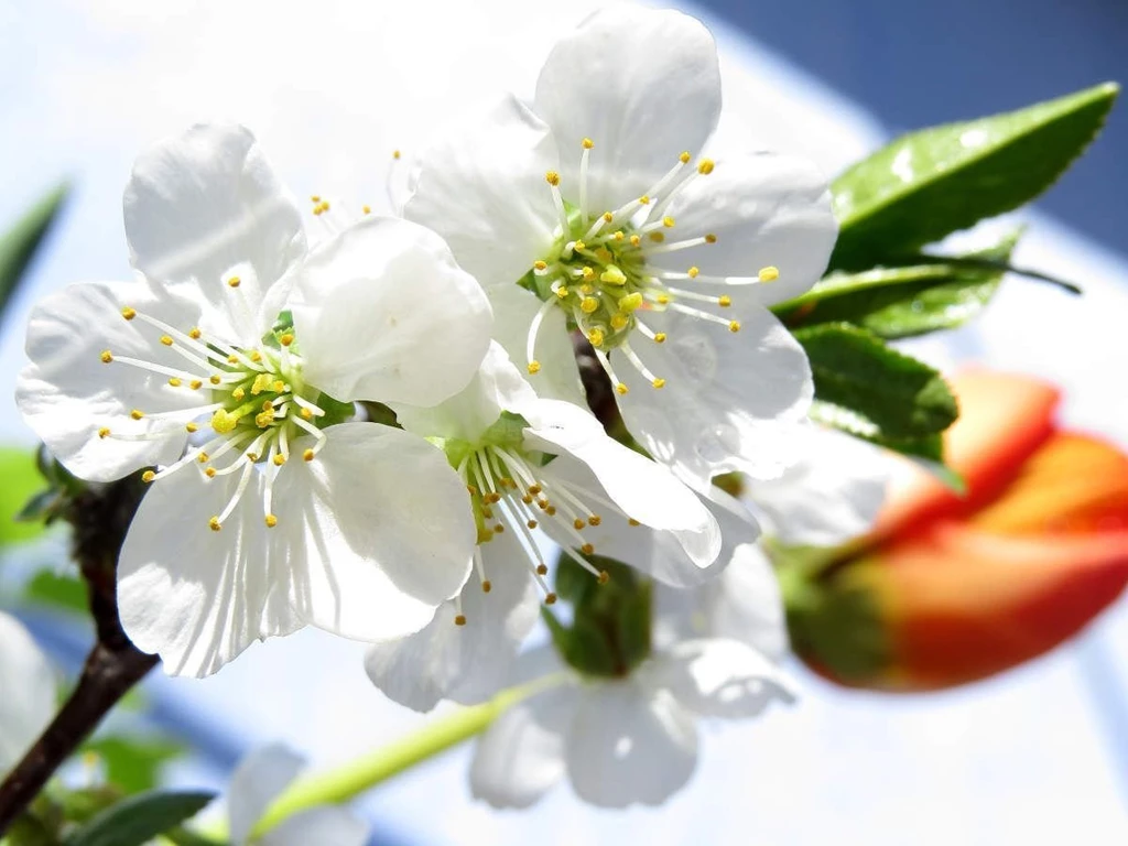 Spring Backgrounds On Desktop Photo. Image № 24050