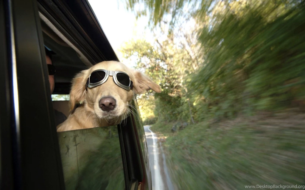 Funny Animal Wallpaper, Funny Animal Photos, New Wallpapers