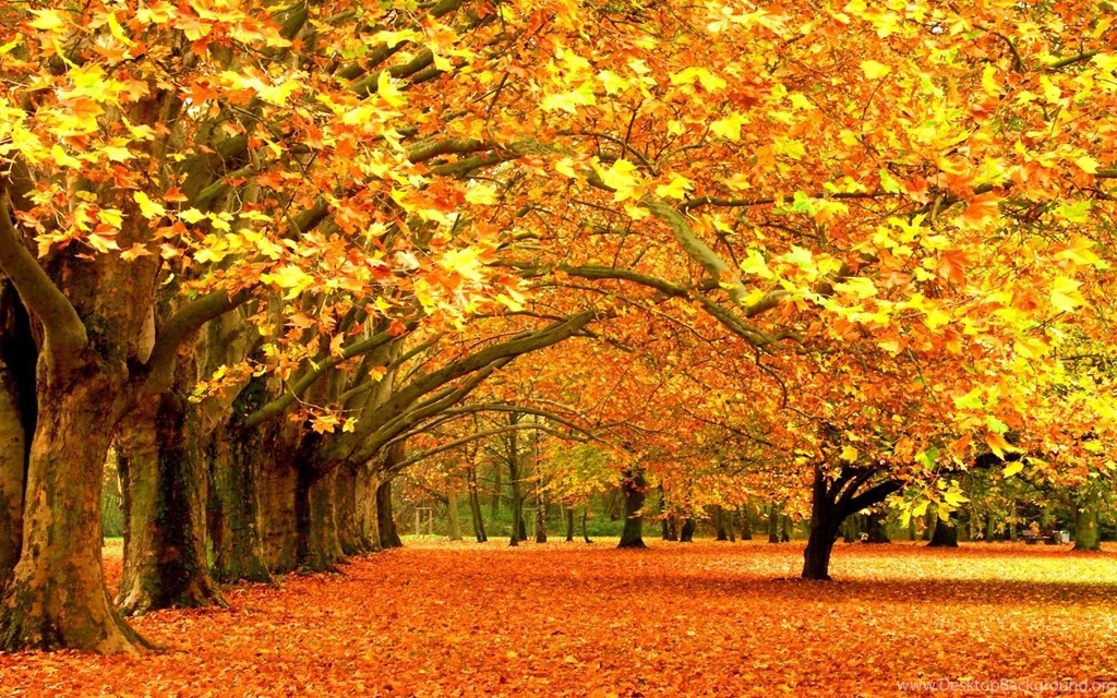 Gallery For   Fall Color Wallpapers Desktop