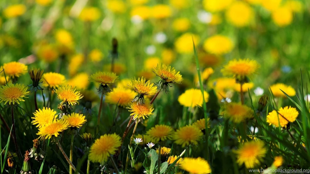 Gallery For   Desktop Wallpapers Widescreen Nature