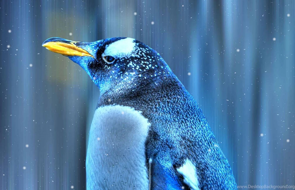 Birds Penguin In Snow Fall Hd Wallpapers