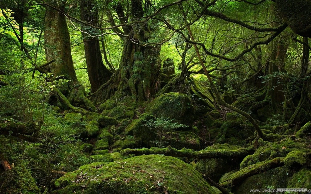 Hd_Desktop_Backgrounds_1680X1050 1.jpg