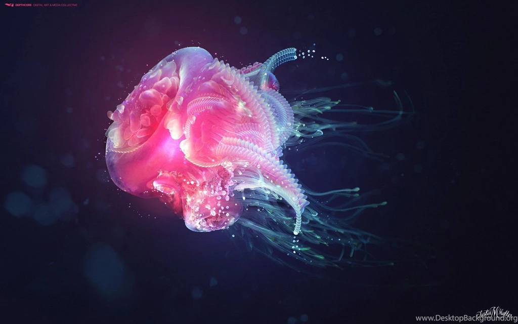 Jellyfish Wallpapers
