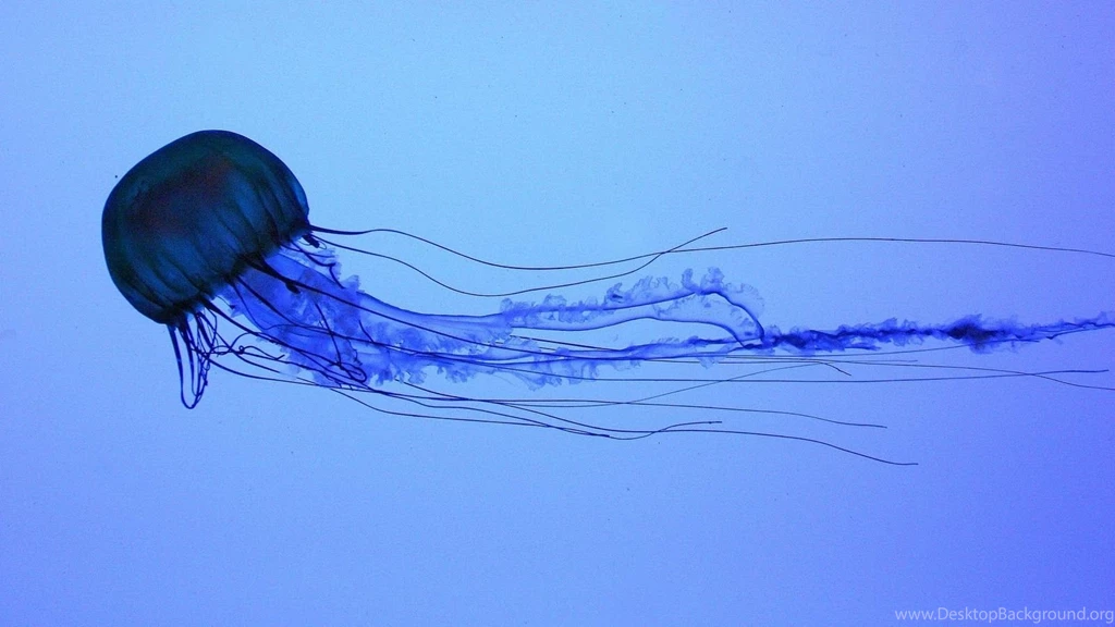 Gallery For Box Jellyfish Wallpapers