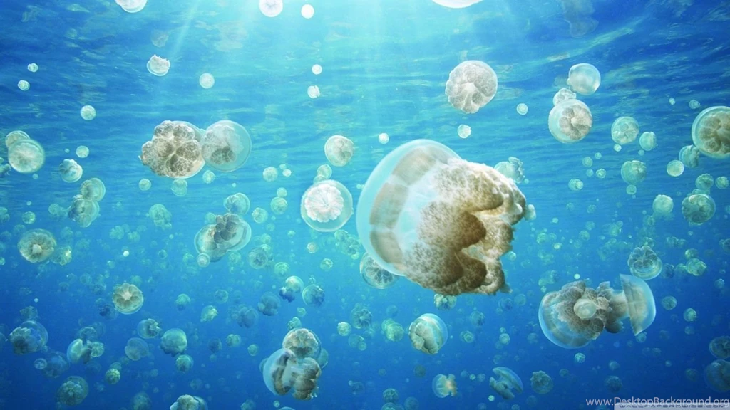 Jellyfish Invasion HD Desktop Wallpapers : Widescreen : Fullscreen ...