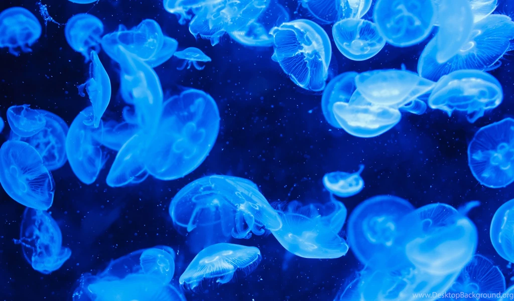 Jellyfish Wallpapers High Resolution For Iphone 42459 Full HD ...