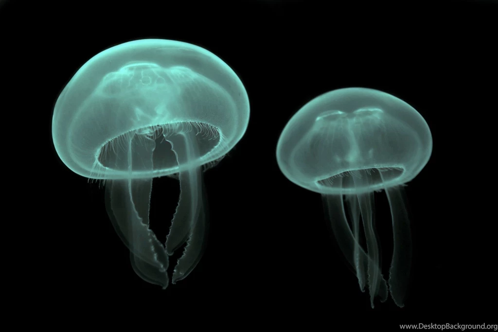 Jellyfish Wallpapers Hd Wallpapers
