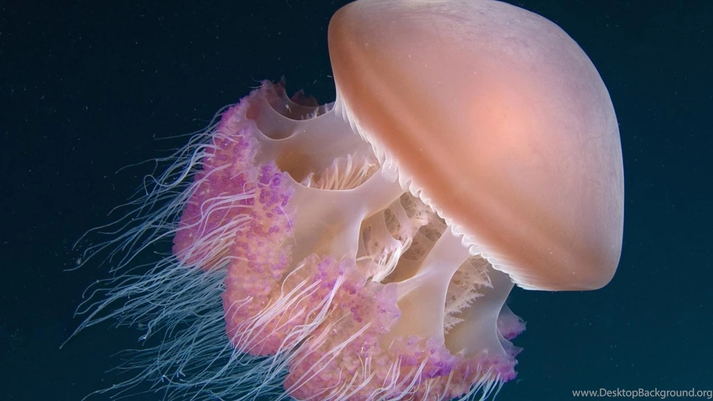 Indonesia Jellyfish Wallpapers