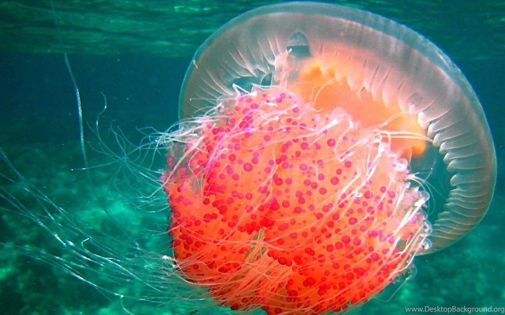 Jellyfish (id: 28814) – BUZZERG