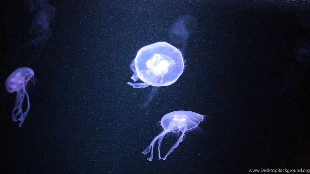 Jellyfish_fullhd_by_neo1984com d3hewv5.jpg
