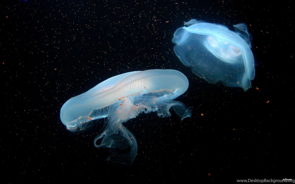 Jellyfish Wallpapers High Res Stock Photos Free
