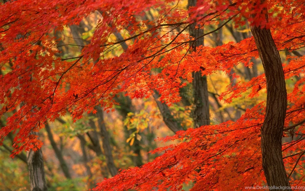 Autumn Maple Leaf Wallpaper.