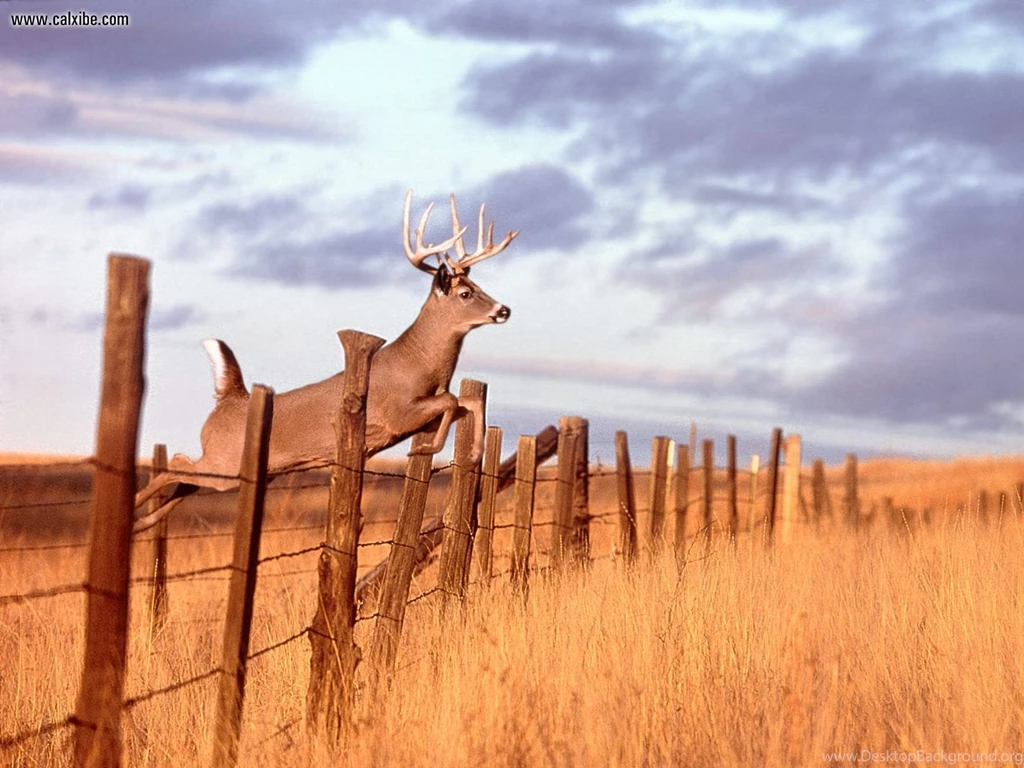 Whitetail Deer Backgrounds