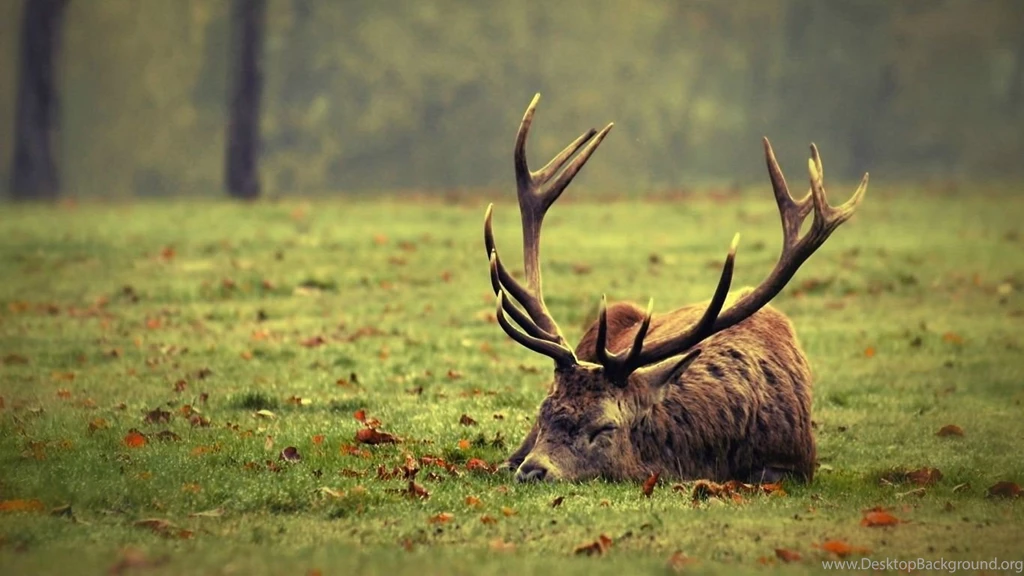 Deer Sleeping HD Wallpapers.jpg