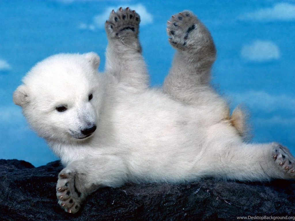 Gallery For Desktop Wallpapers Polar Bear