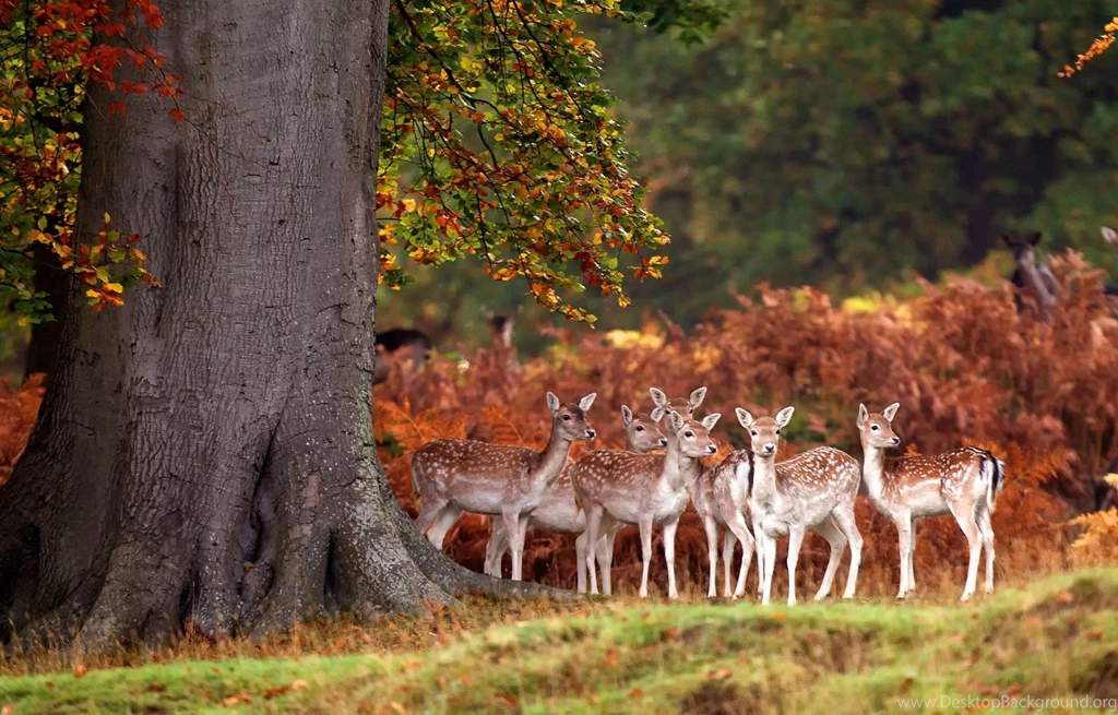 Gallery For   Autumn Deer Wallpapers