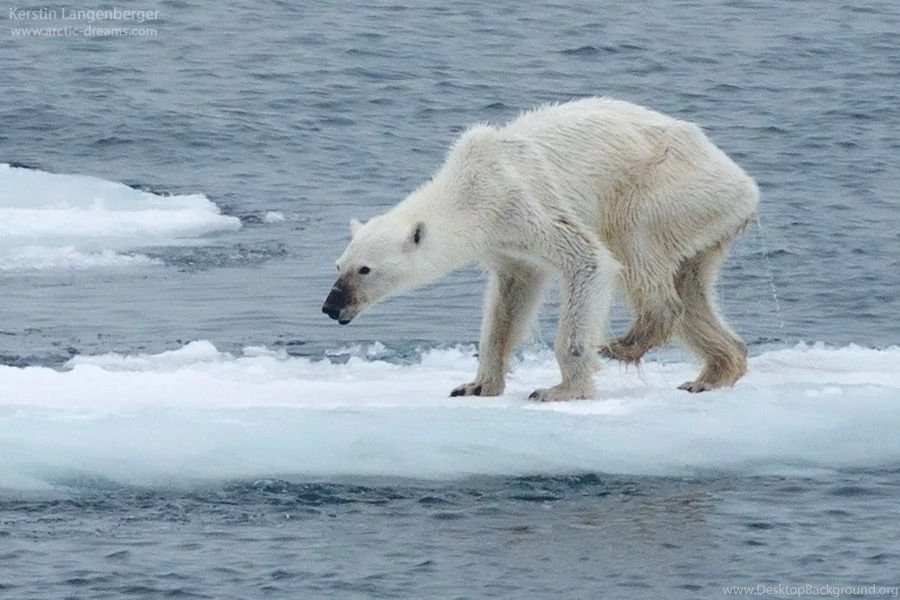 Arctic dreams.com :: Emaciated Polar Bear A Backgrounds Story