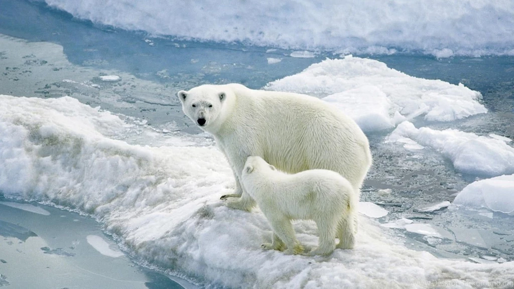 Baby Polar Bear Wallpapers
