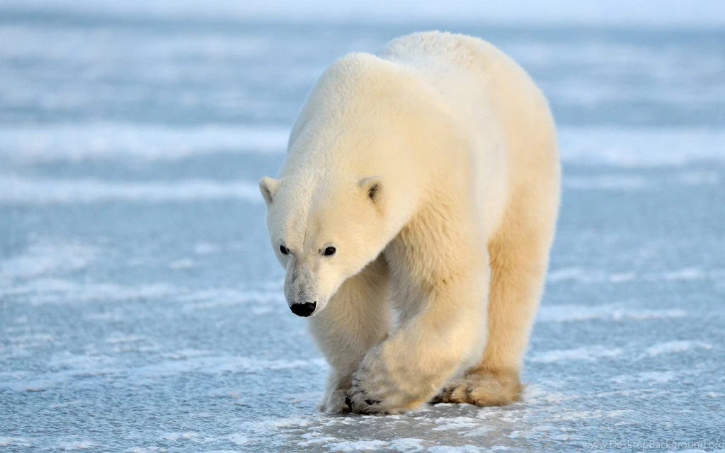 Polar Bear Wallpapers