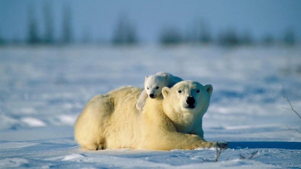 Polar Bear HD Wallpapers