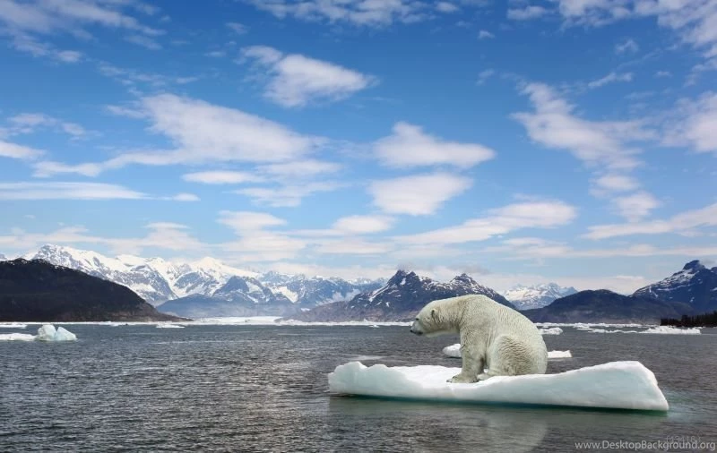 Polar Bear Backgrounds Decor Cheap Top Quality Vinyl 1(W)x1.5(H)m ...