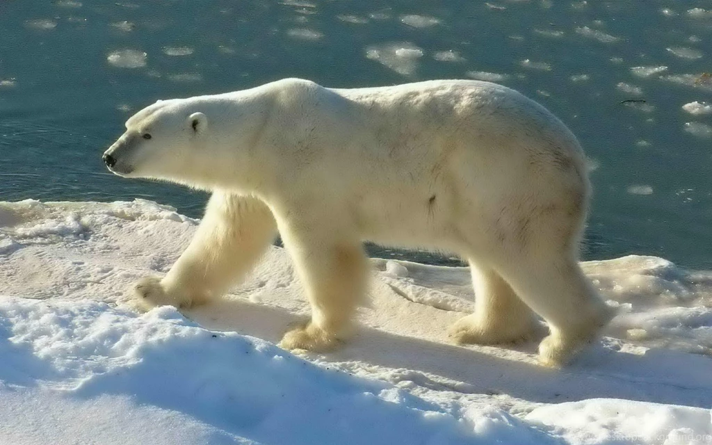 Lonely Polar Bear Desktop Backgrounds HD 1920x1200