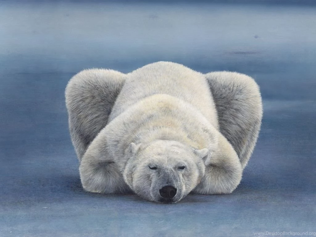 Polar Bear Wallpapers Downloads 58371 Desktop Wallpapers