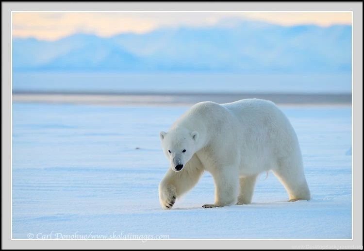 Walking Across Frozen Tundra, Polar Bear And Brooks Mountains ...