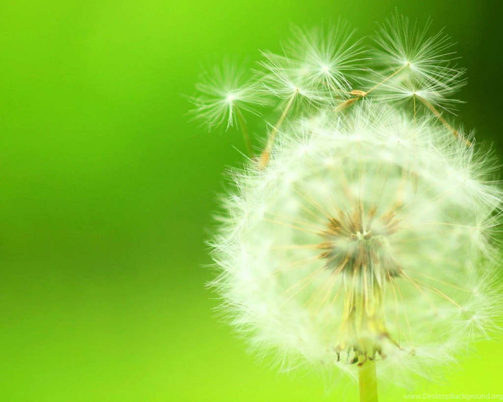 Dandelion Desktop Backgrounds Picture 1280x1024 Hd Desktop ...