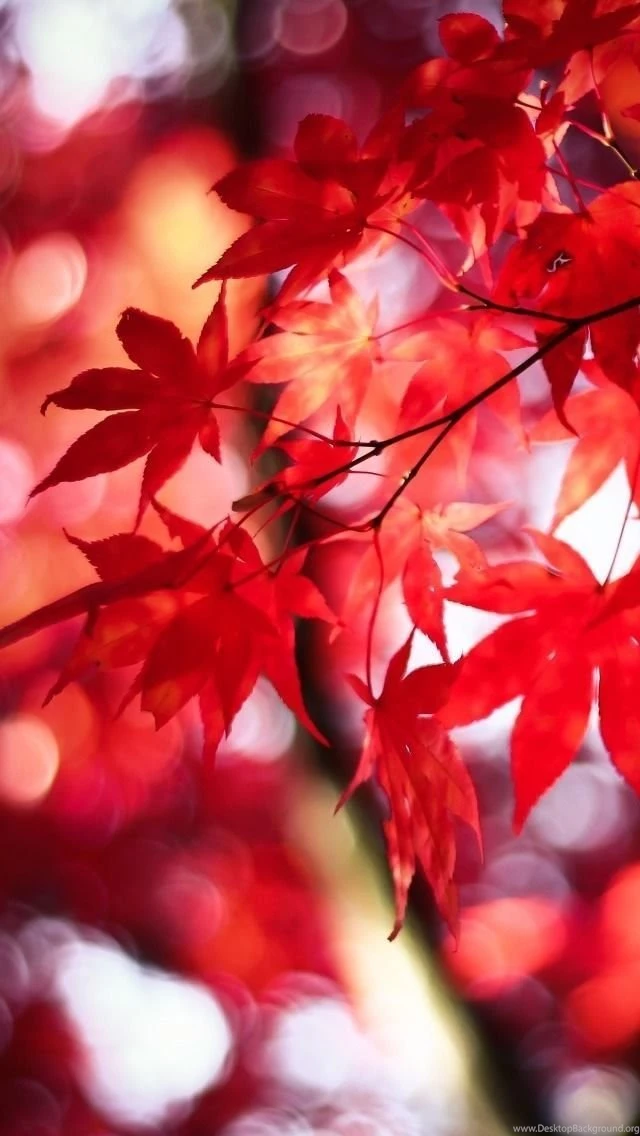 Fall Leaves