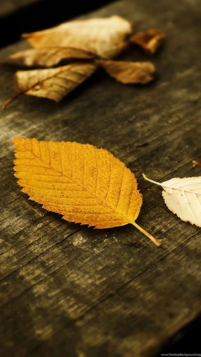 Autumn Leaves1 iPhone 5s Wallpapers Download