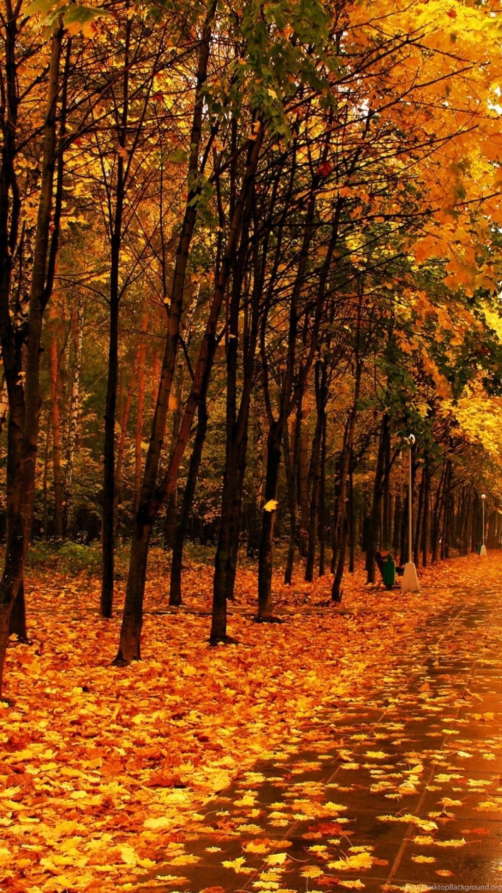 Yellow Forest Autumn Best HD Wallpapers For iPhone And Android ...